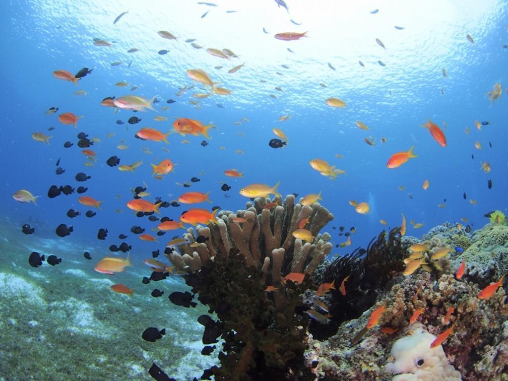 Oceanica Resort Panglao, Bohol Kültér fotó Coral reef