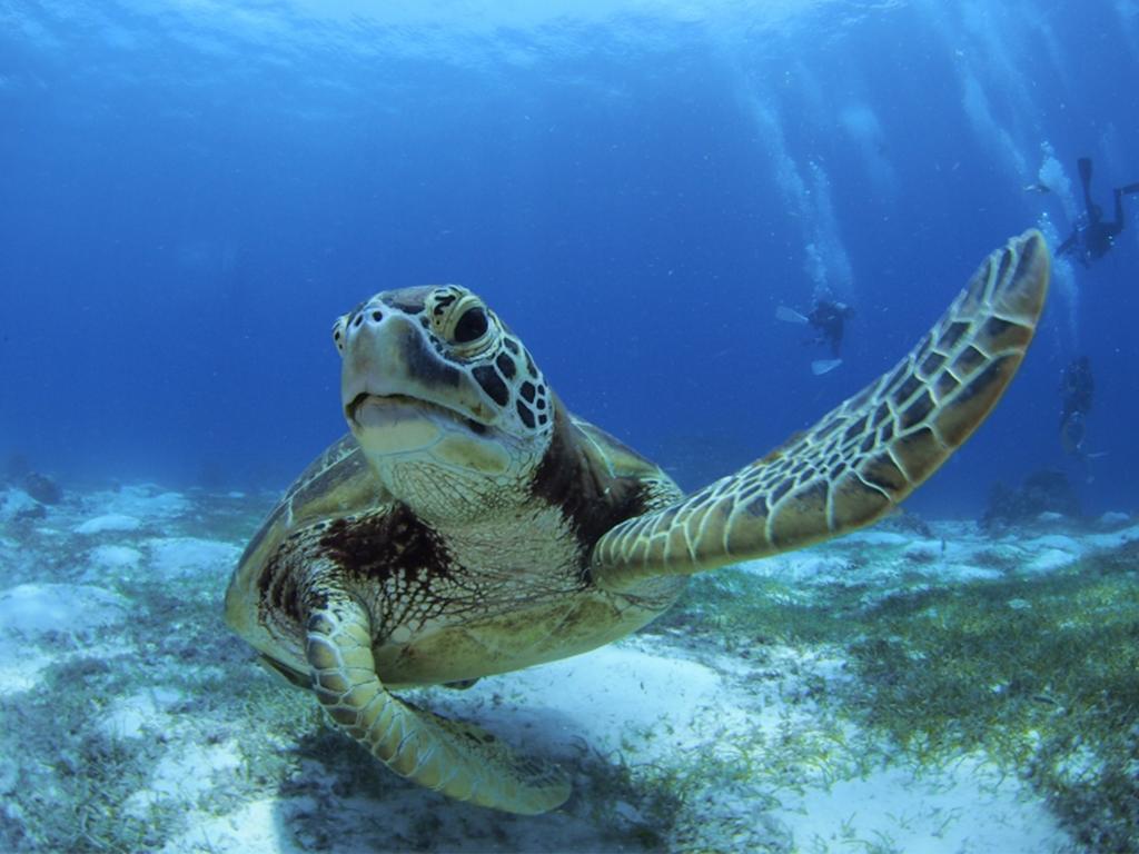 Oceanica Resort Panglao, Bohol Kültér fotó Green sea turtle